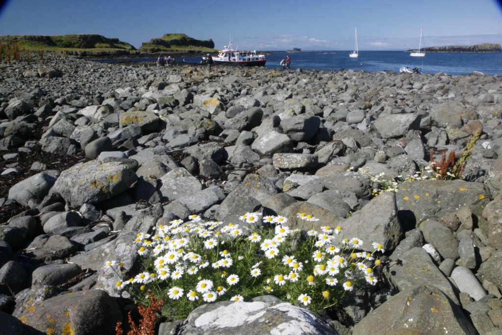 Daisy flowers on Staffa