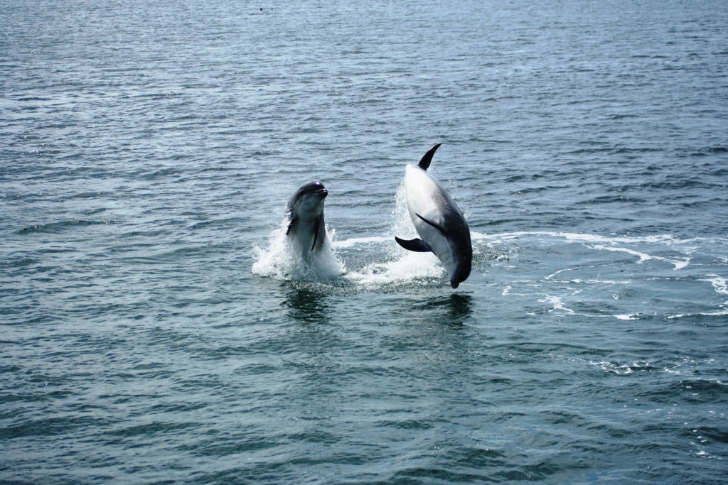 Pair of Dolphins jumping
