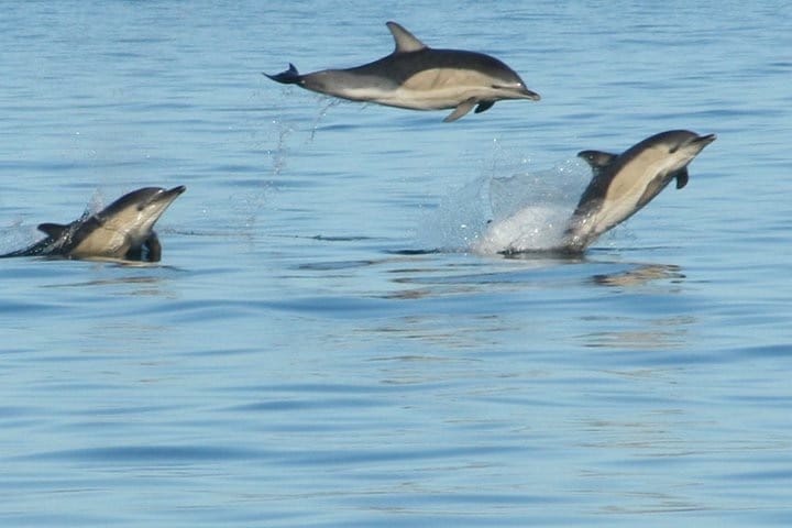 Common Dolphins jumping out of water